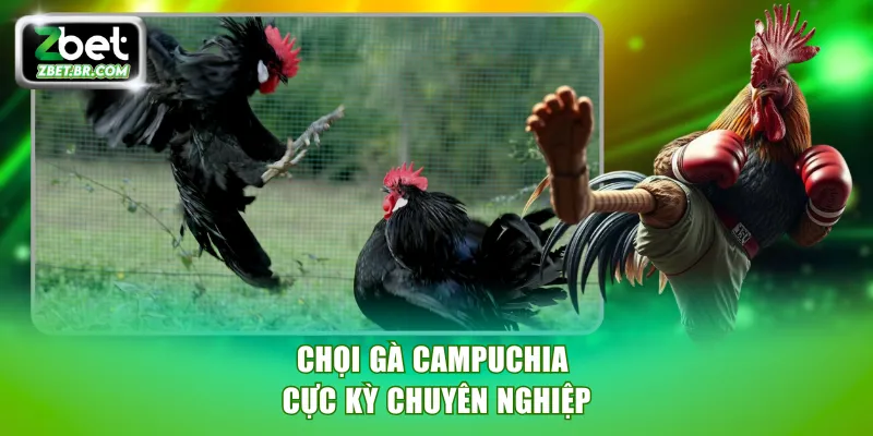 Chọi gà Campuchia cực kỳ chuyên nghiệp