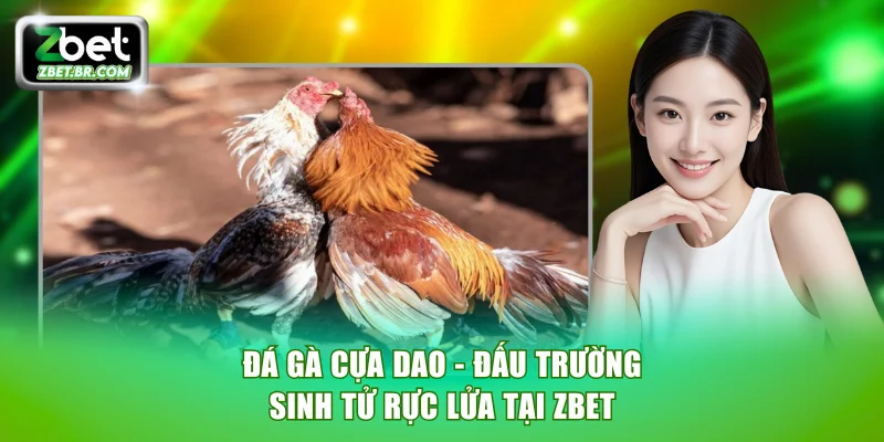 Đá gà cựa dao